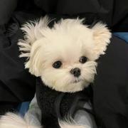 小白717的个人资料头像