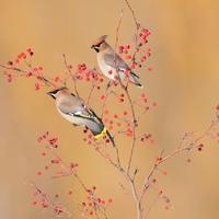 滇南老男孩头像