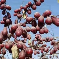 昆玉市昆园镇小龙干果店头像