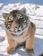 泡泡达人的个人资料头像