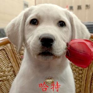 忠犬哈特头像