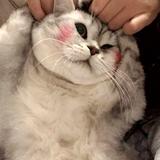 用户4832454865237头像