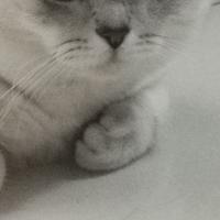 执笔谱尽凡华头像