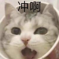 方便面桶猫猫开A6L头像