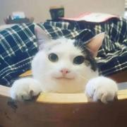 168922703的个人资料头像