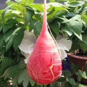 shengleee的个人资料头像