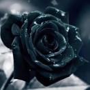 念同志57293的个人资料头像