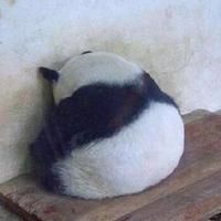 张半仙儿158头像