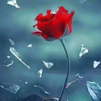 红尘有你7433头像