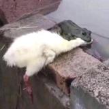 瞒头像