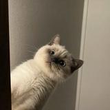 务与晚安头像