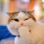 npm下载器的个人资料头像