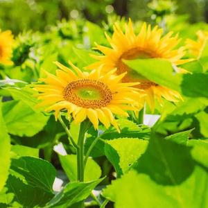 芊芊说剧头像