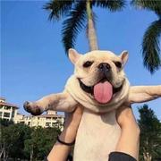 摆渡人483的个人资料头像