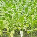 传祺GS4plus新提车头像