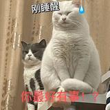 帕吉的五花肉头像