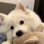 数据结构做不对的个人资料头像