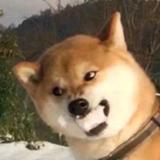 阿尔道尔头像