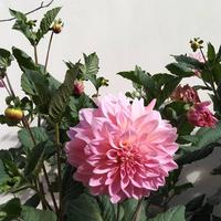 用户28814518头像