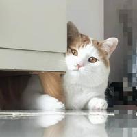 李白白太白头像