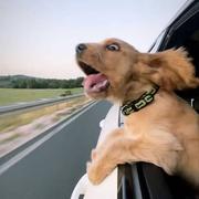 嵌入式大头的个人资料头像