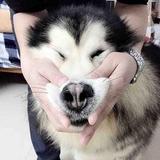 猥大的乐乐头像