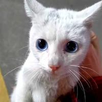 MikasaAckerman19头像