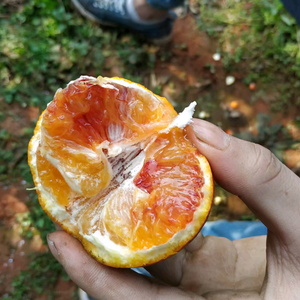 廷根水果种植场头像