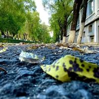 午后三点半的梦头像