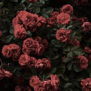 Richard870的个人资料头像