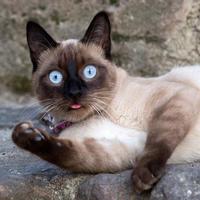 一只忧郁猫猫头像