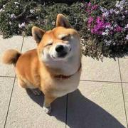 原味吐司的个人资料头像