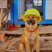 拉基前端的个人资料头像