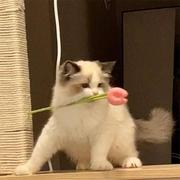 戴雨晨的个人资料头像