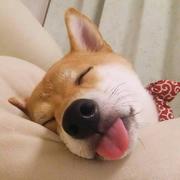 醒了接着睡的个人资料头像