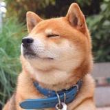 快乐花猫clI头像