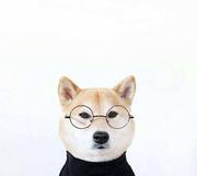 狗纸的个人资料头像