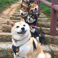 等一下我狗子呢头像