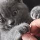 小熊猫大凶猫头像