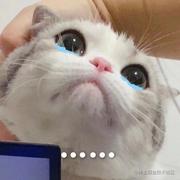 掘金躲猫猫的个人资料头像