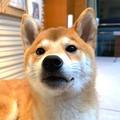 可爱的魏东头像