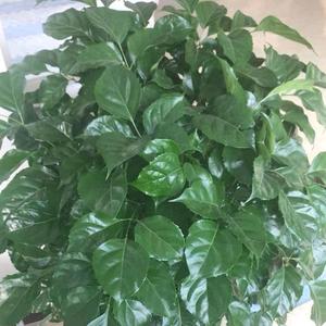 博学多才的荷叶sJ头像