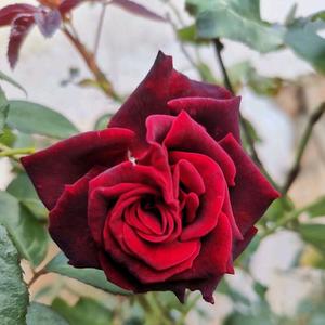 一世温柔的我们头像