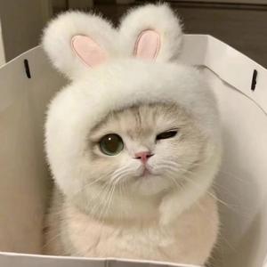 悦心猫咪小窝坊头像