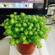 一棵葱的个人资料头像