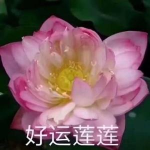 如意吉祥头像