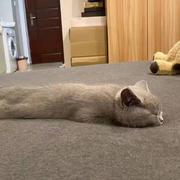 ArzzChen的个人资料头像