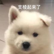 装死小能手开学版的个人资料头像