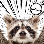 老浣熊的个人资料头像