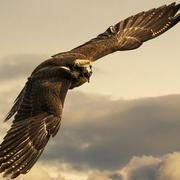 chen本尊22238的个人资料头像